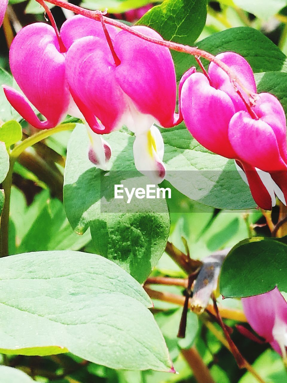 CLOSE-UP OF PINK FLOWERS