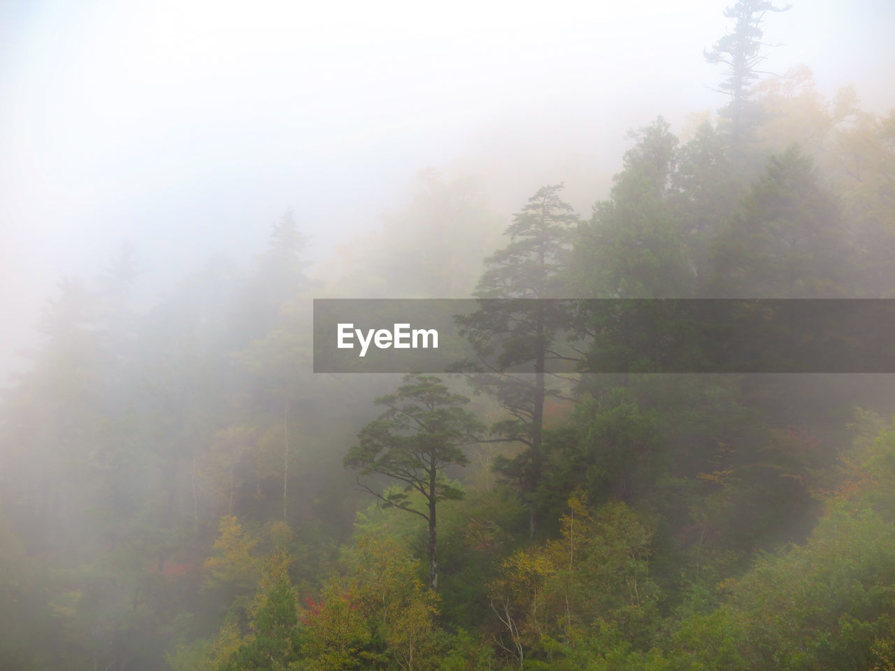 TREES IN FOREST AGAINST FOGGY WEATHER