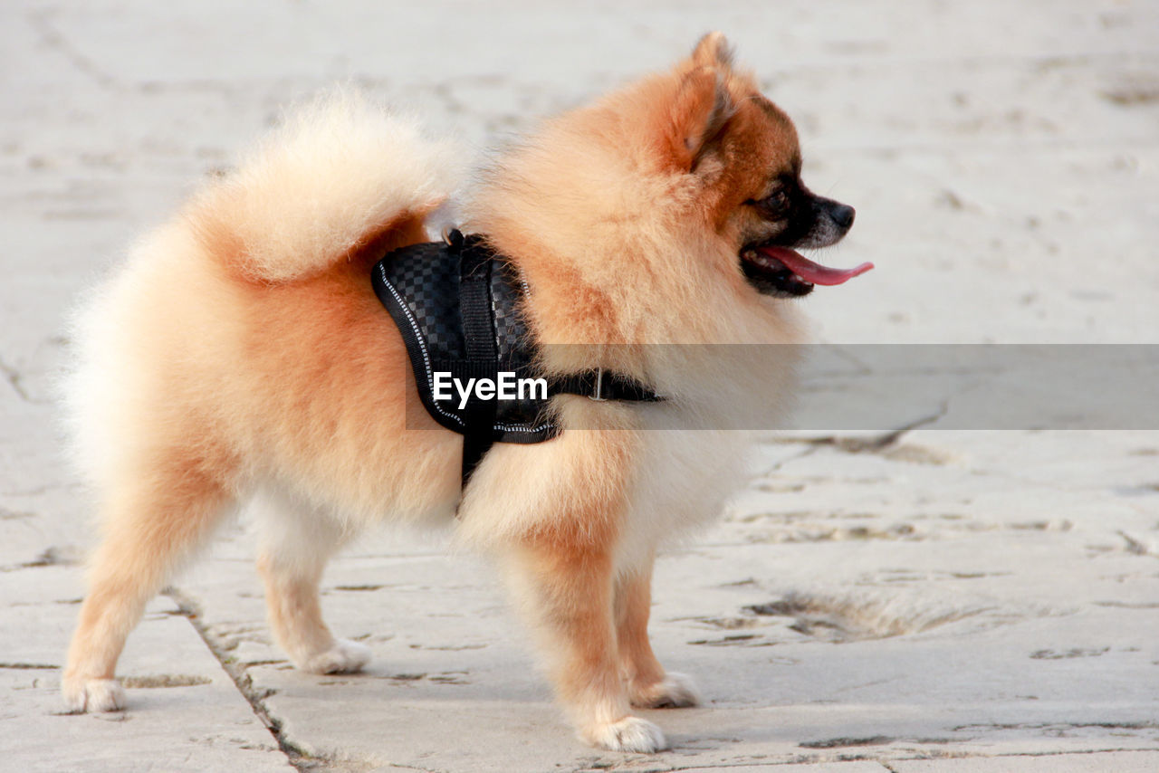 Side view of pomeranian on street 