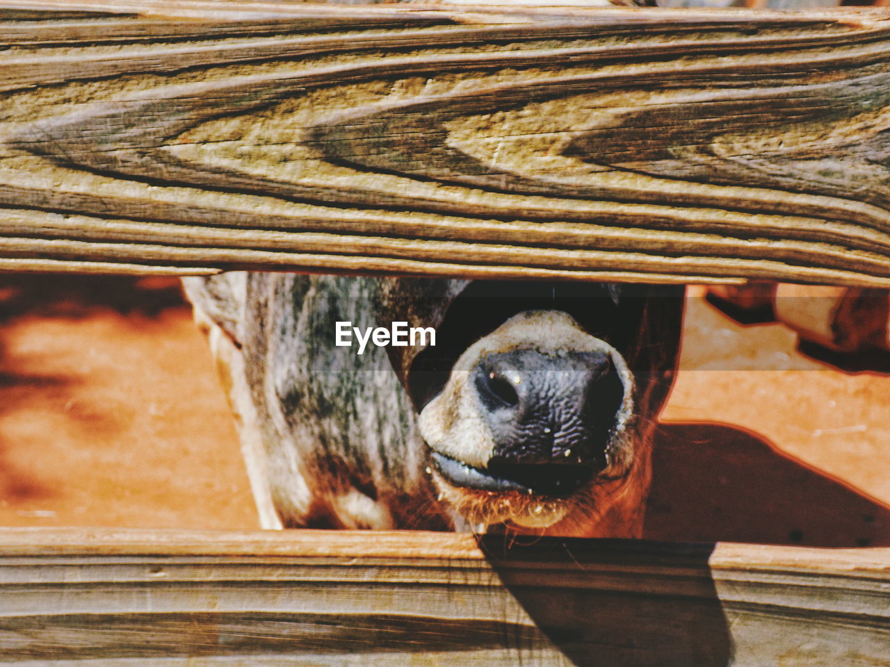 CLOSE-UP PORTRAIT OF A HORSE ON TABLE