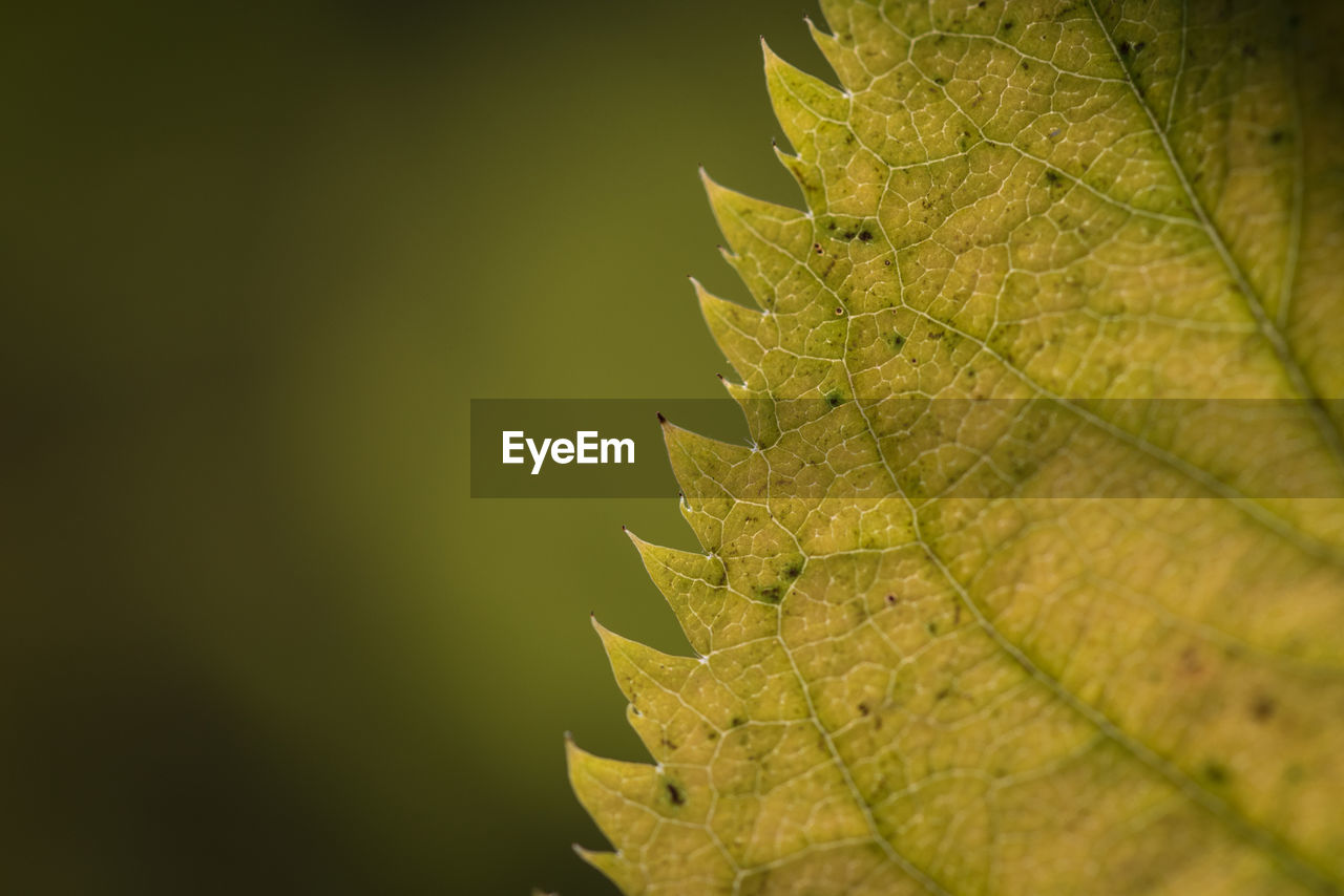 CLOSE-UP OF YELLOW MAPLE LEAF