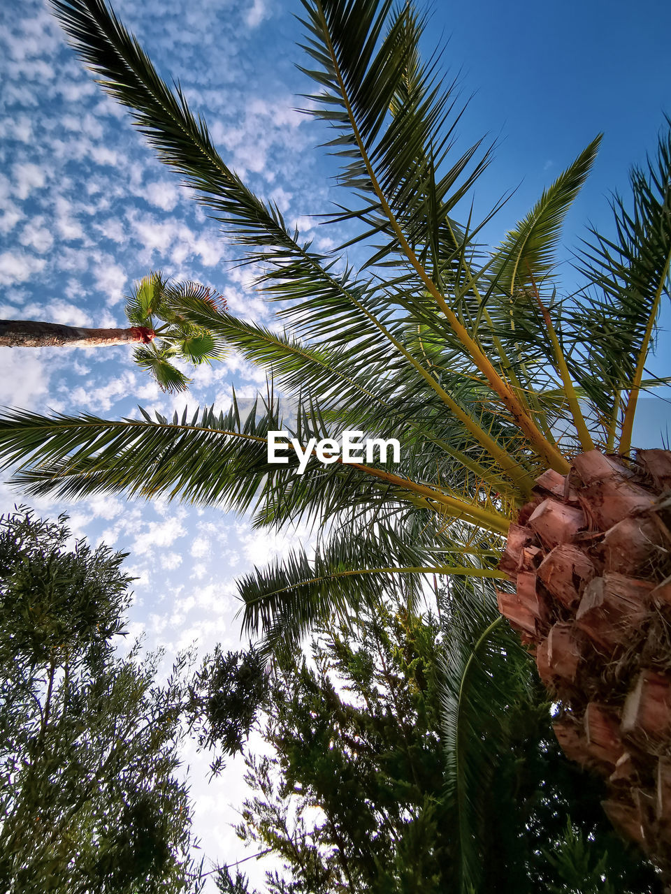 LOW ANGLE VIEW OF PALM TREE AGAINST SKY