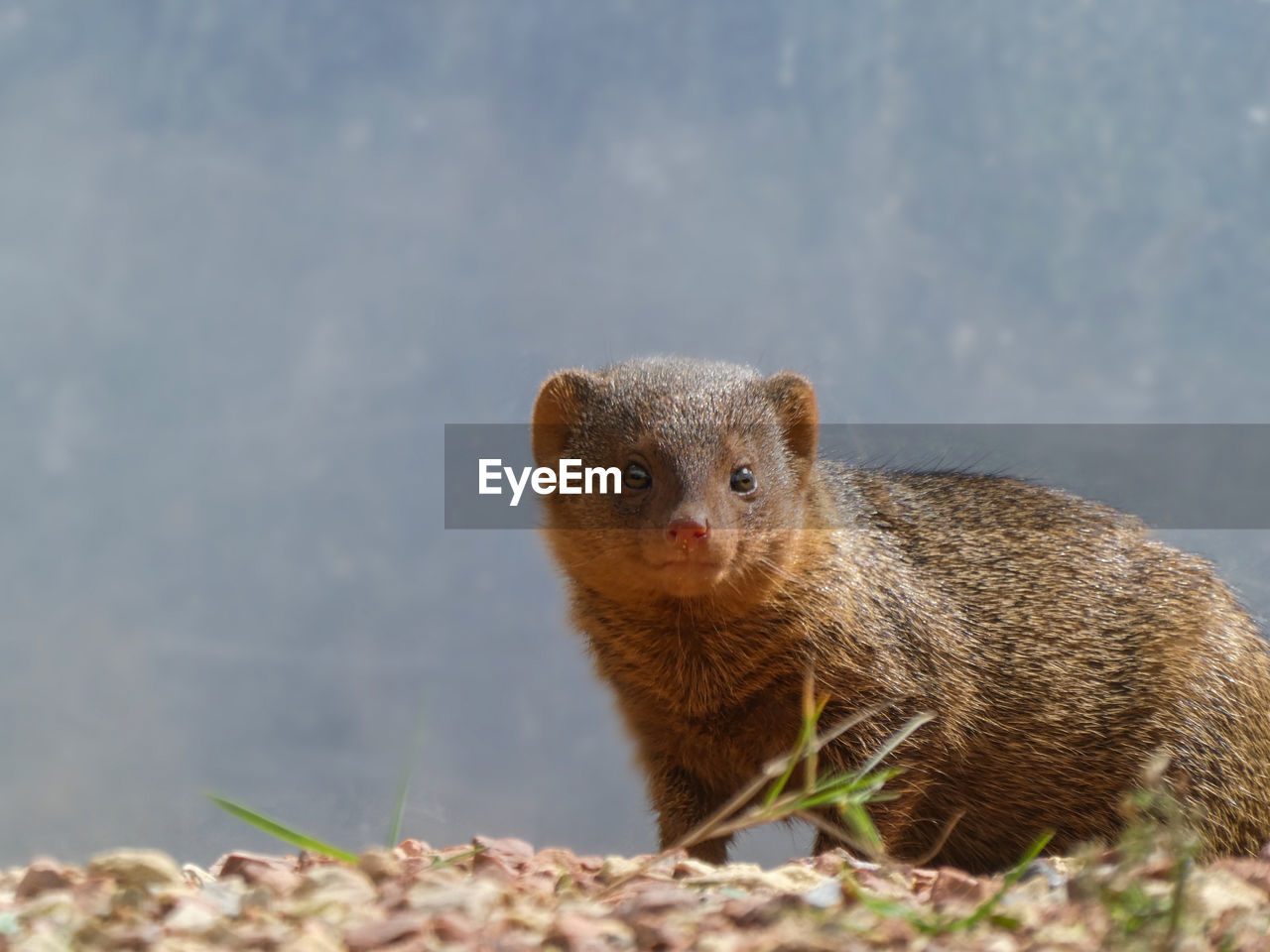 CLOSE-UP PORTRAIT OF AN ANIMAL