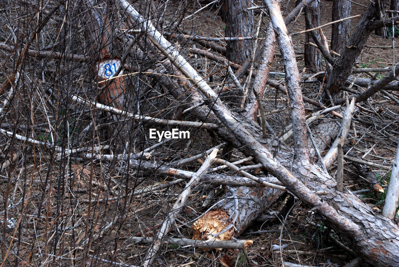 BARE TREE IN FOREST