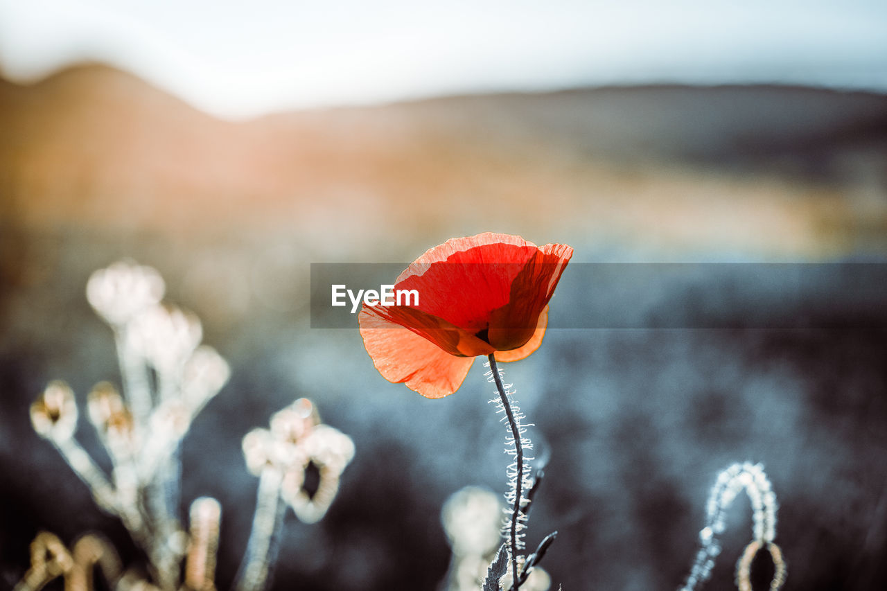 CLOSE-UP OF RED POPPY FLOWER AGAINST BLURRED BACKGROUND