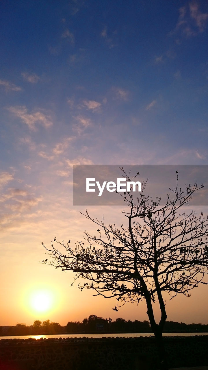 SILHOUETTE BARE TREE AGAINST SUNSET SKY