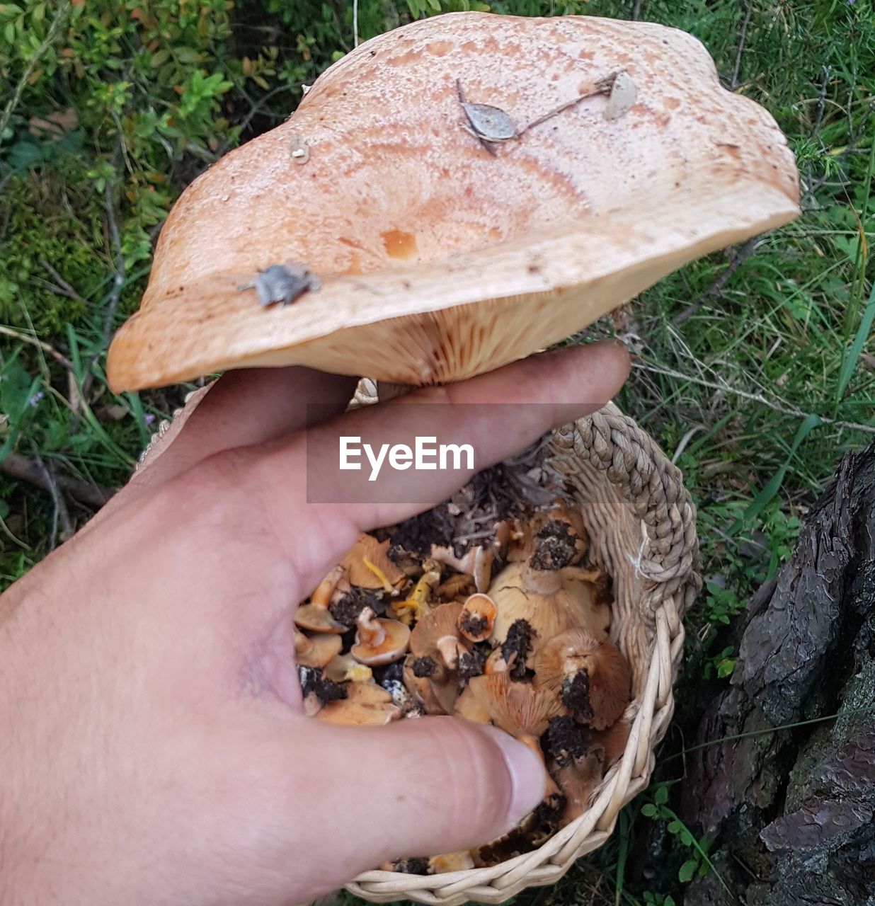 Midsection of person holding mushroom