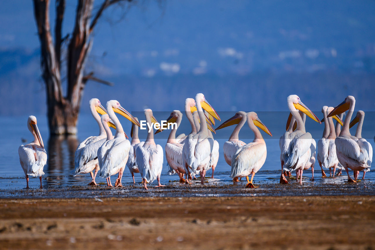 BIRDS ON BEACH