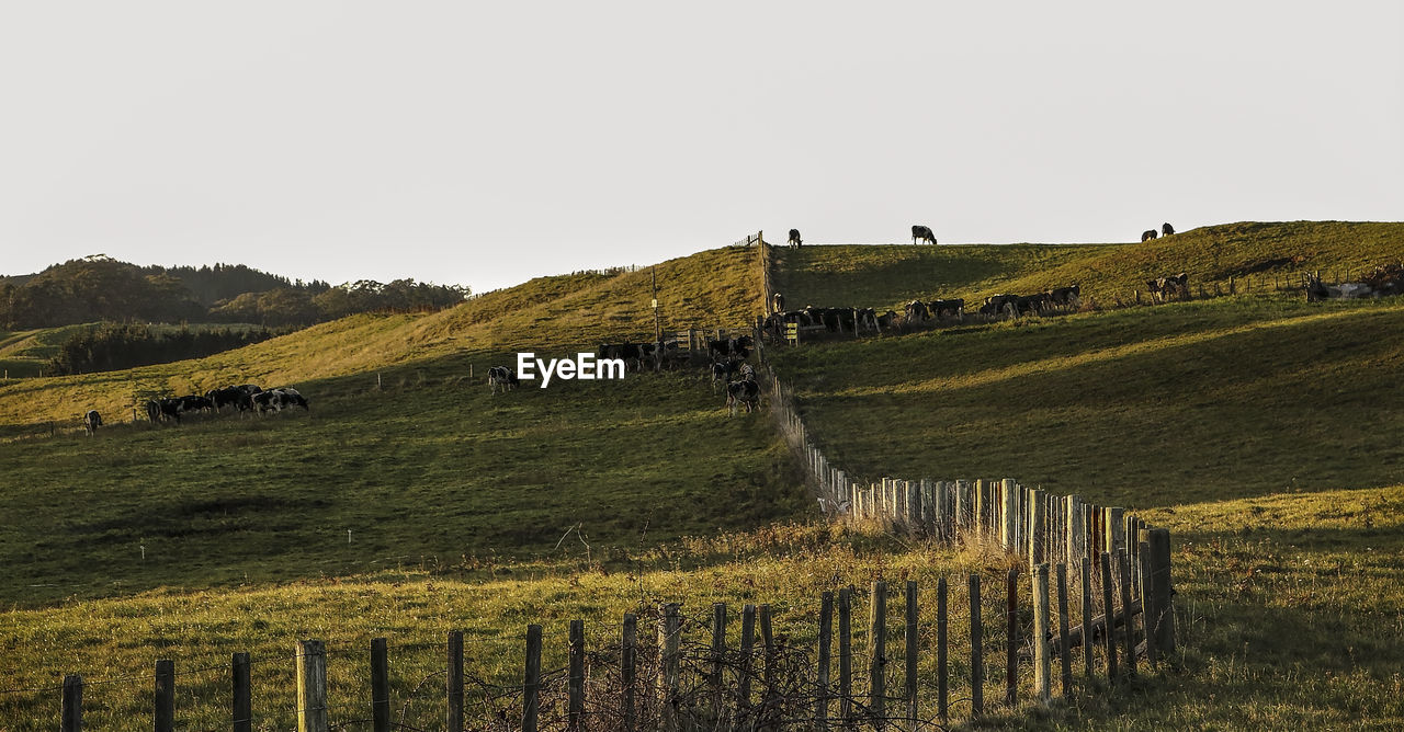 Scenic view of landscape against clear sky