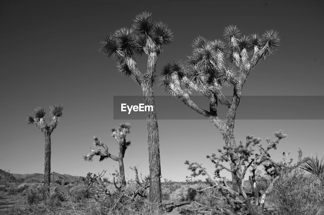 LOW ANGLE VIEW OF TREES ON FIELD