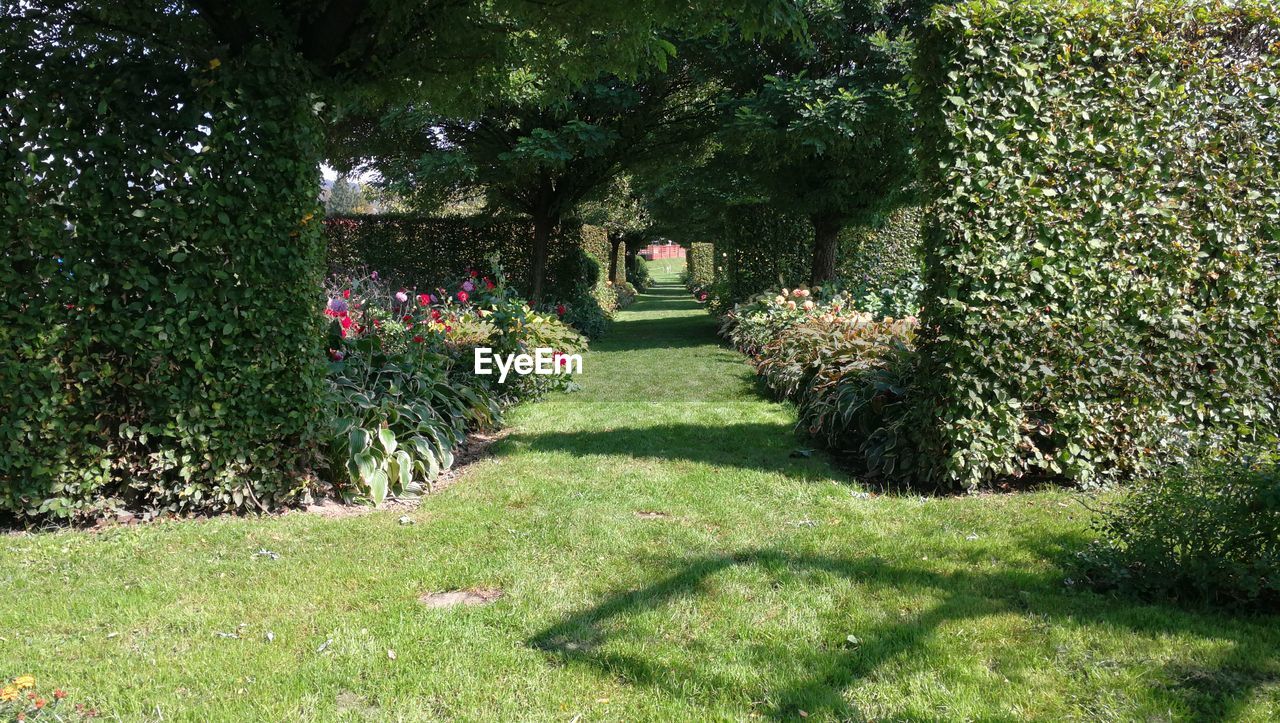 Flowers in lawn