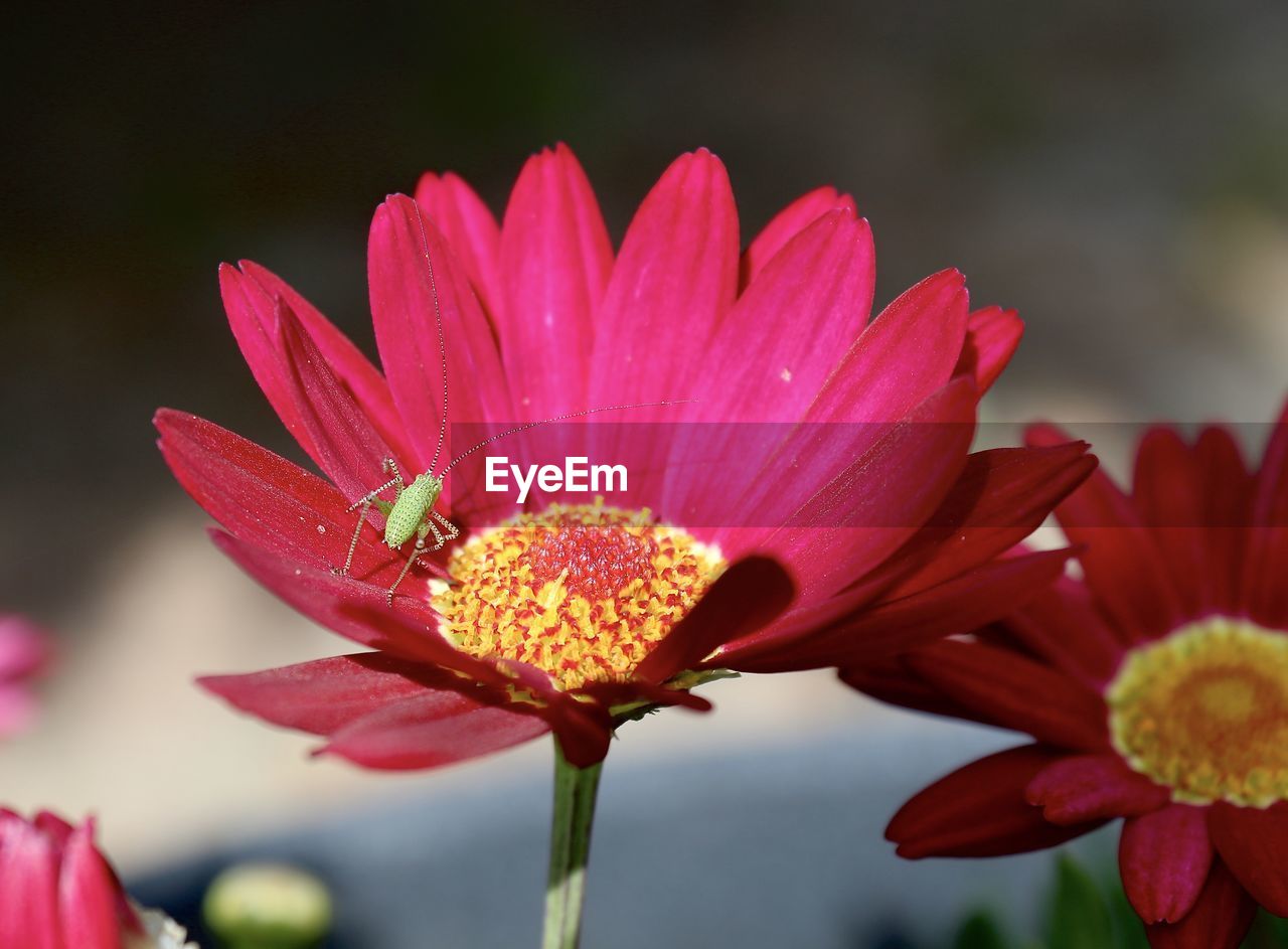 CLOSE-UP OF PINK FLOWER AGAINST WATER