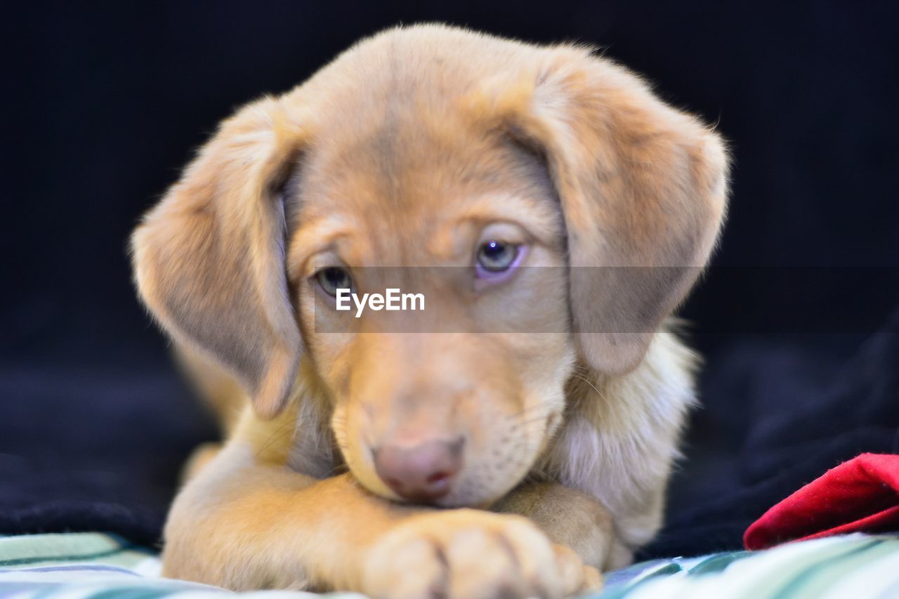 CLOSE-UP PORTRAIT OF DOG LOOKING AT HOME