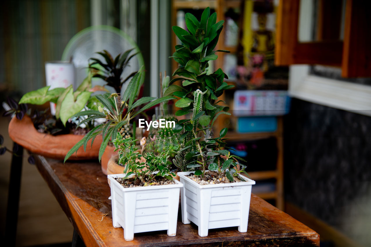 Potted plants on table