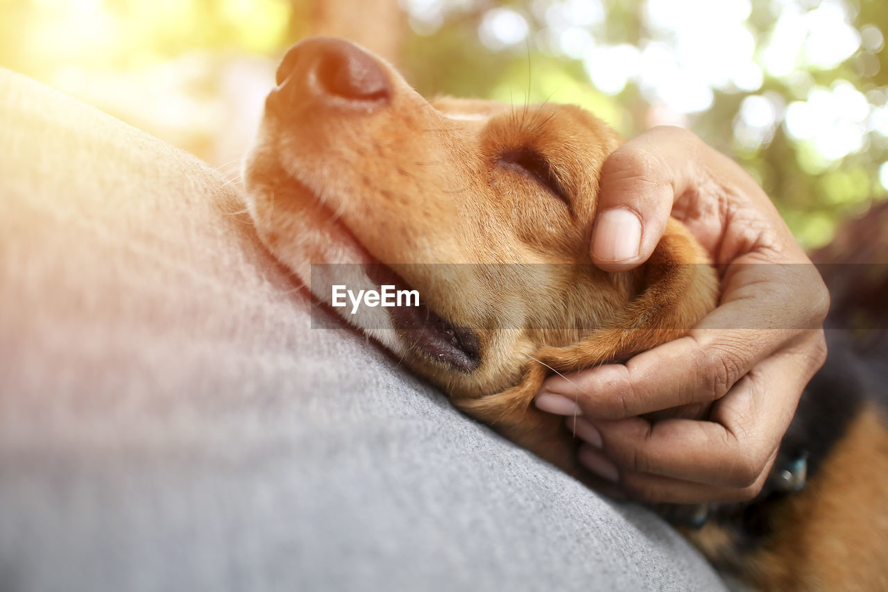 CLOSE-UP OF A DOG SLEEPING