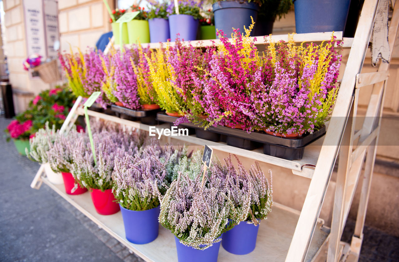 Close-up of flowers for sale in market