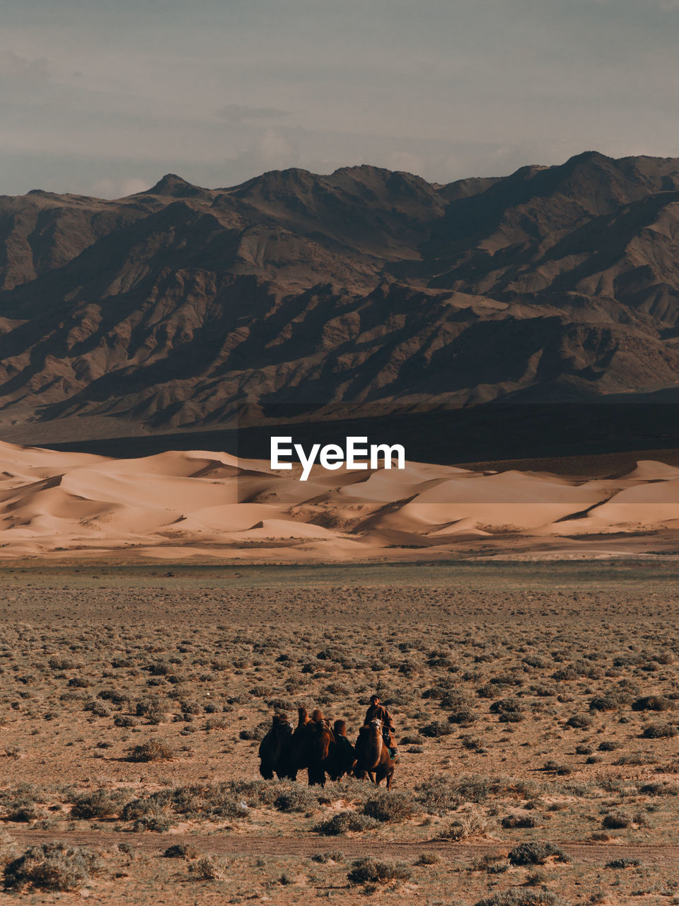 Man with horses on land at desert during sunny day