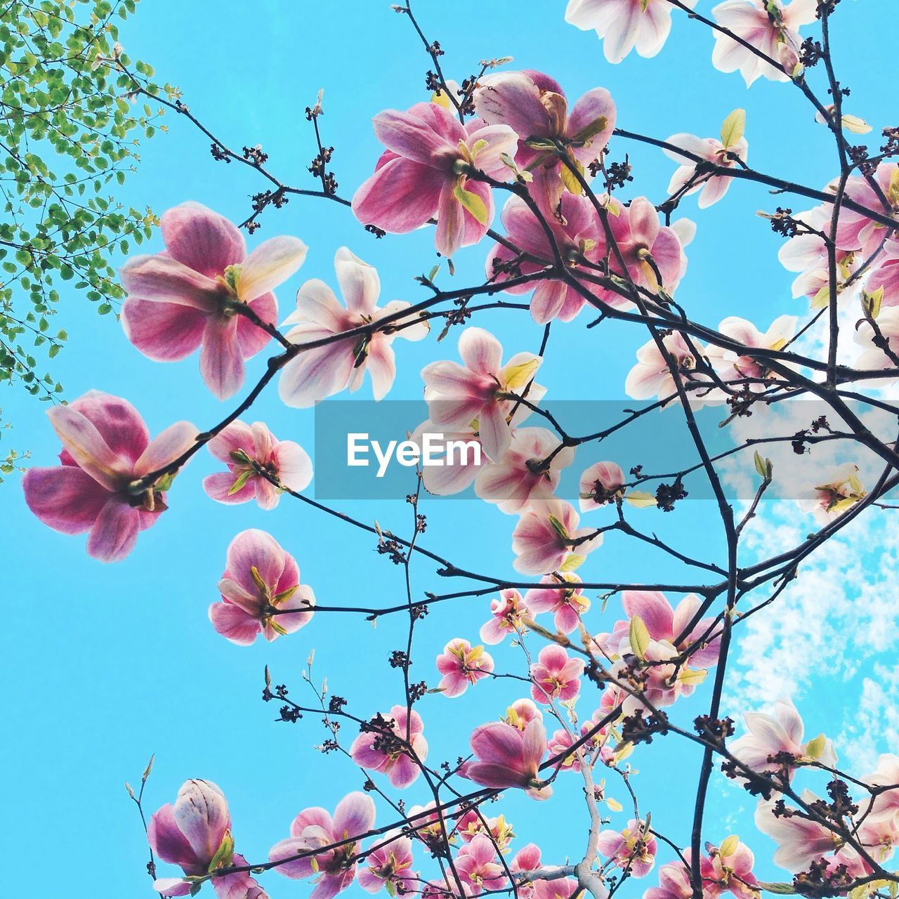 Low angle view of cherry blossoms against sky