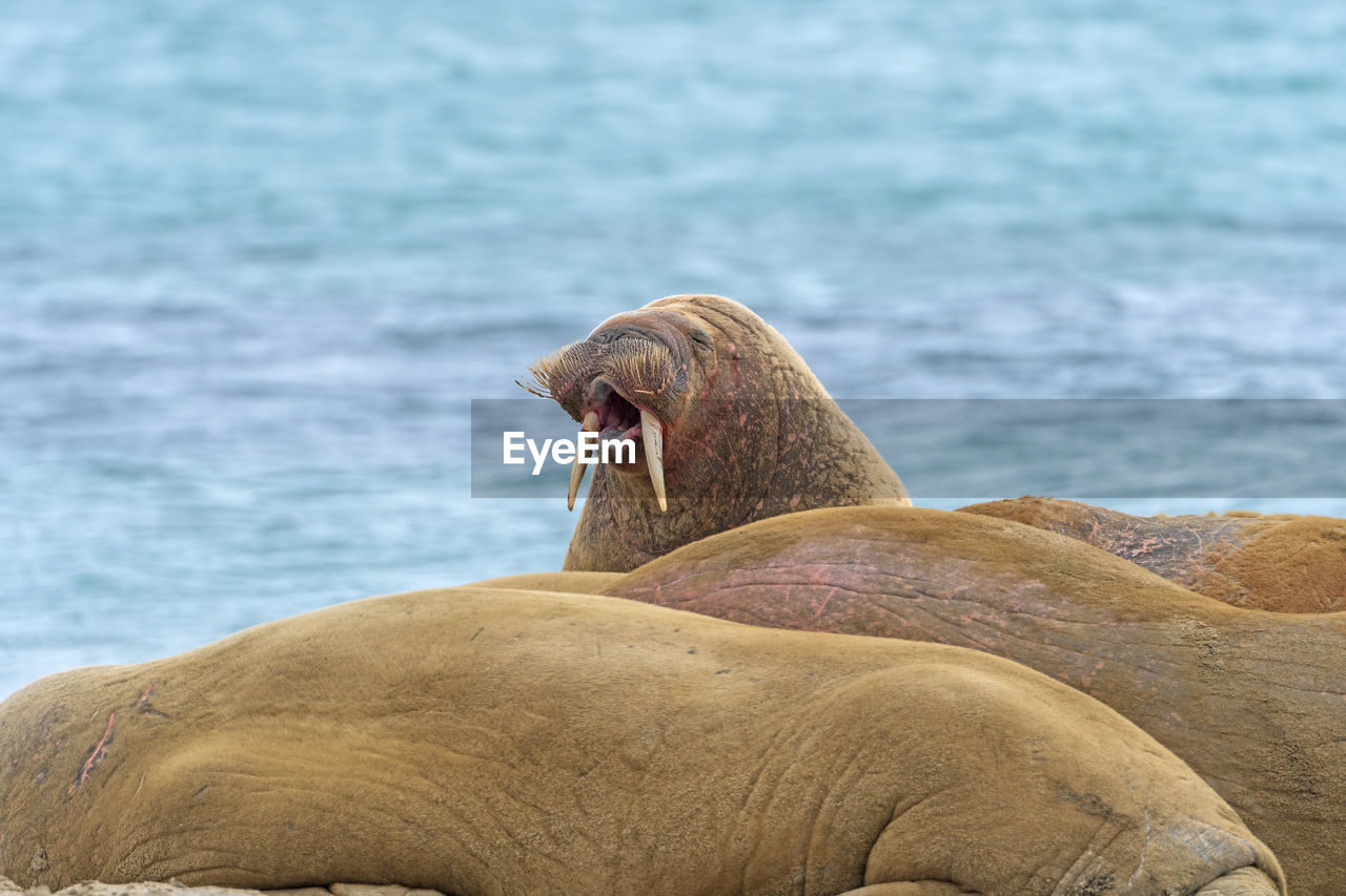 Walrus bellowing on the shore in the arctic on smeerenburg in the svalbard islands in norway