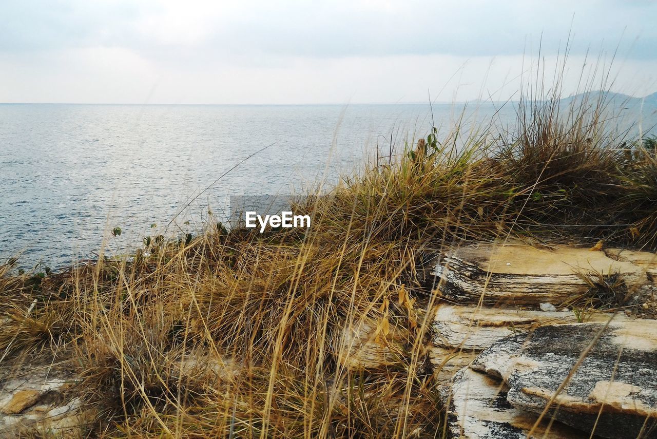 CLOSE-UP OF GRASS AGAINST SEA AGAINST SKY