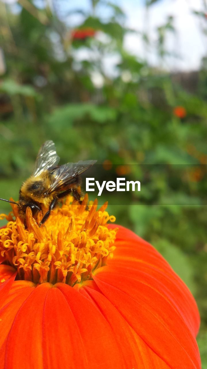 CLOSE-UP OF BEE POLLINATING ON ORANGE FLOWER