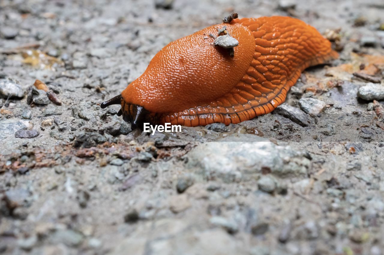 Close-up of a slug 