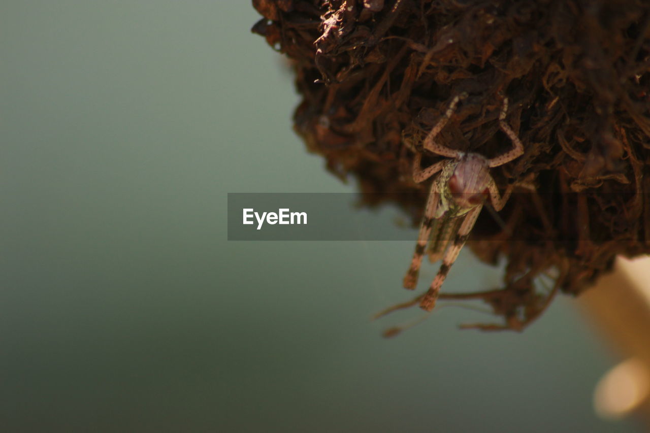 High angle view of insect on dry flower