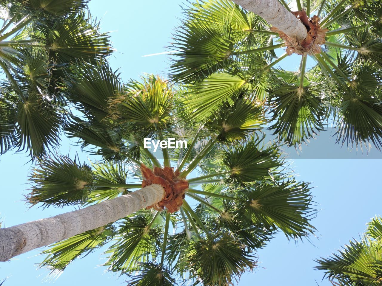 CLOSE-UP OF TREE AGAINST SKY