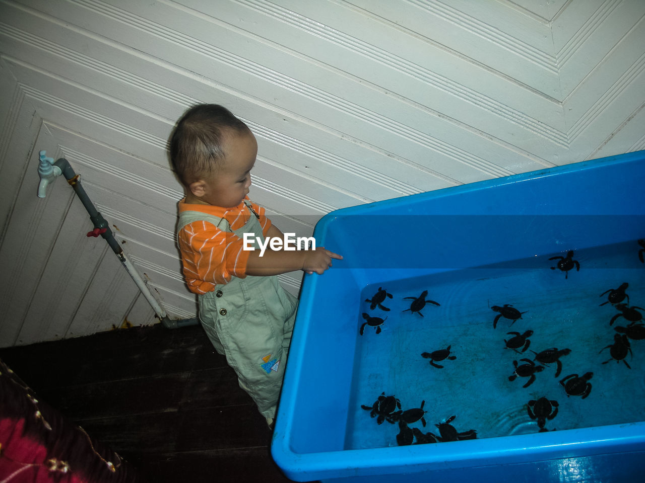 High angle view of toddler pointing at sea turtles in container at home