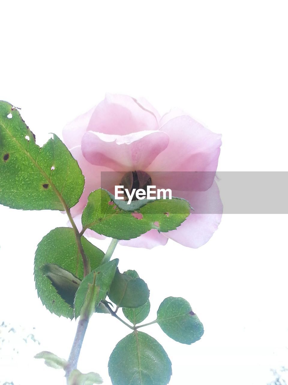 CLOSE-UP OF PINK FLOWERS OVER WHITE BACKGROUND