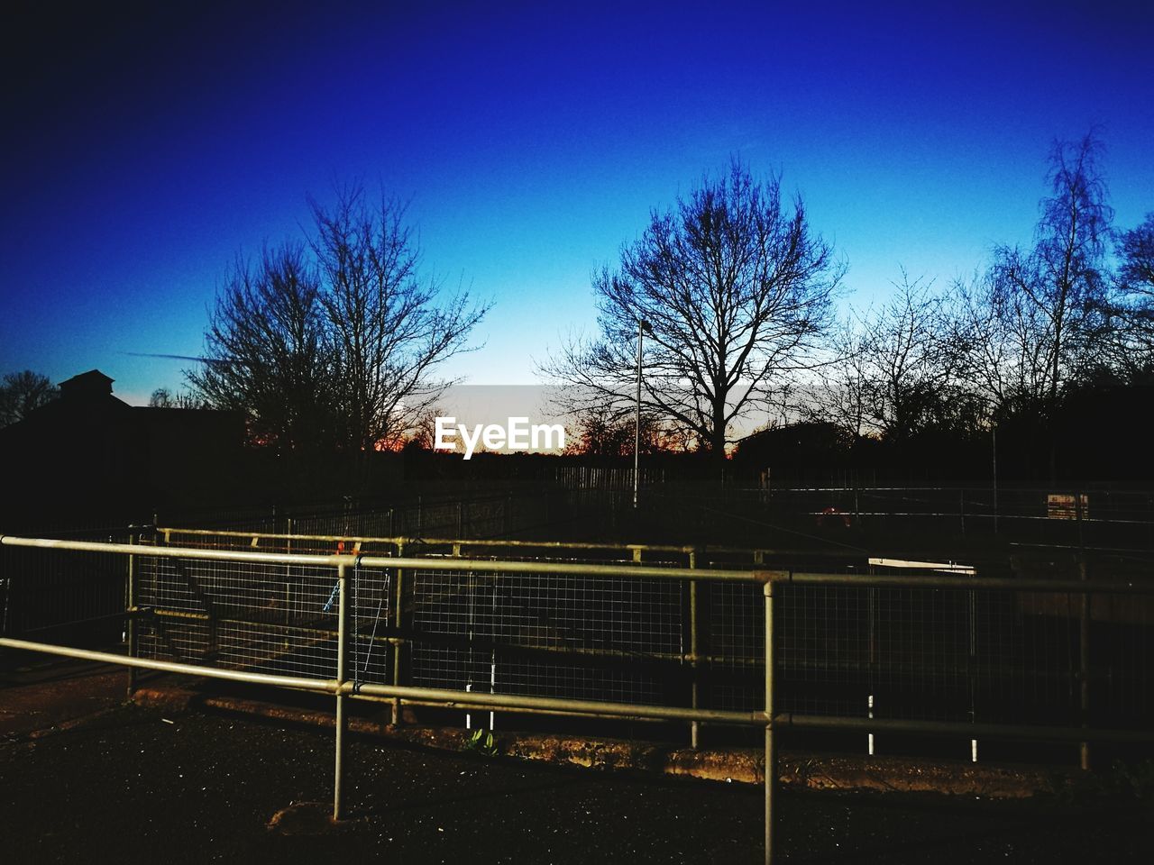 BARE TREES AGAINST BLUE SKY