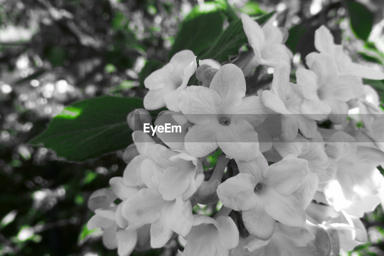 CLOSE-UP OF FLOWERING PLANTS