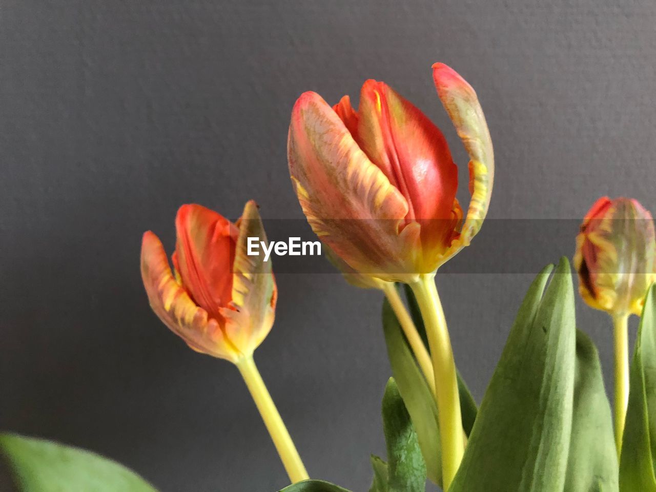 Close-up of orange tulip flower