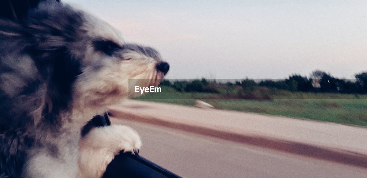 CLOSE-UP OF DOG LOOKING THROUGH CAR