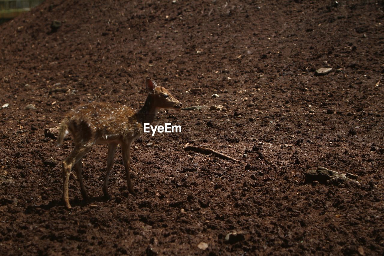 soil, animal, animal themes, animal wildlife, wildlife, no people, nature, one animal, dirt, land, field, mammal, day, high angle view, outdoors, environment