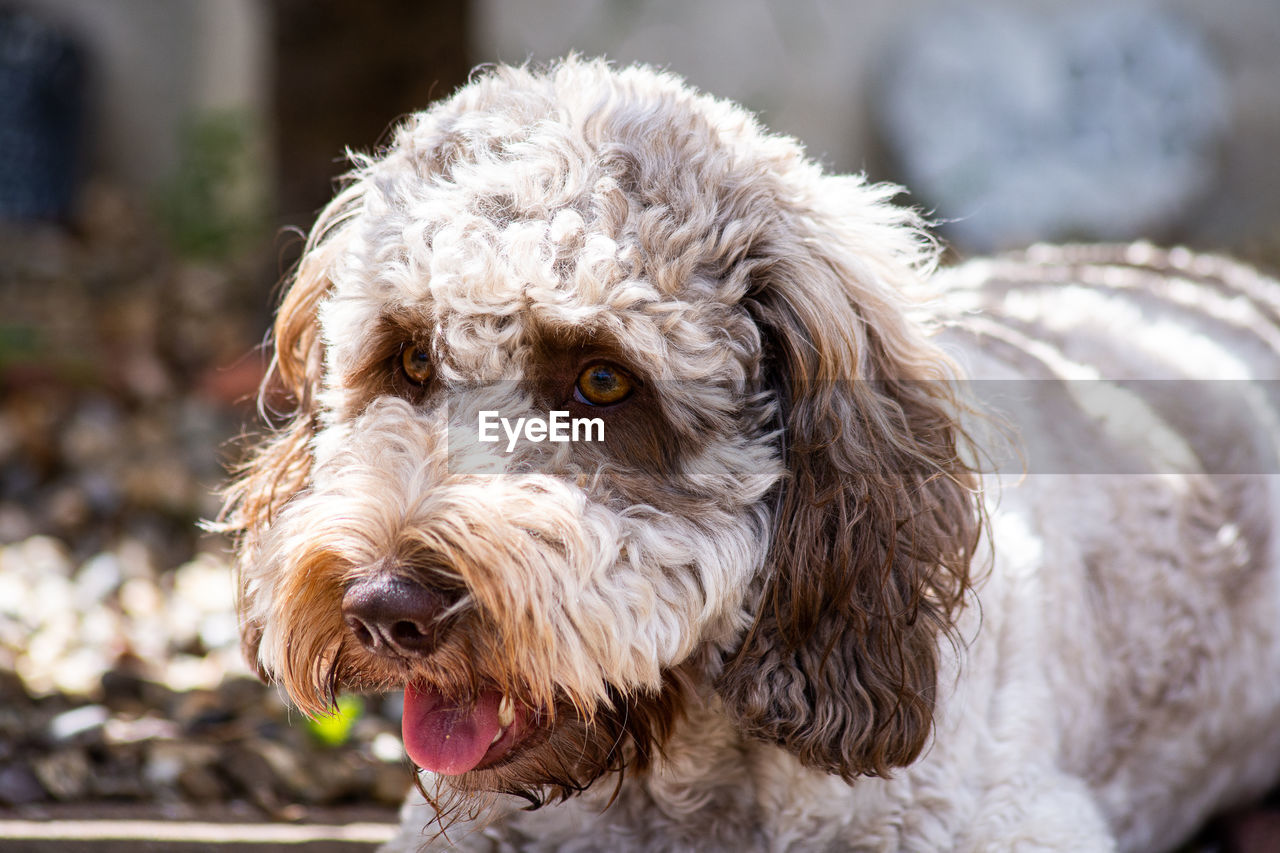 one animal, animal themes, domestic animals, canine, dog, pet, animal, mammal, portrait, cockapoo, animal hair, animal body part, cute, no people, looking at camera, puppy, focus on foreground, close-up, animal head, outdoors
