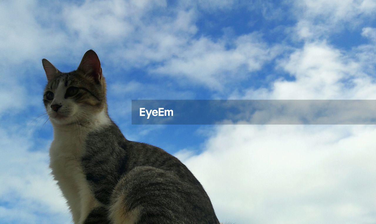 LOW ANGLE VIEW OF TABBY CAT AGAINST SKY