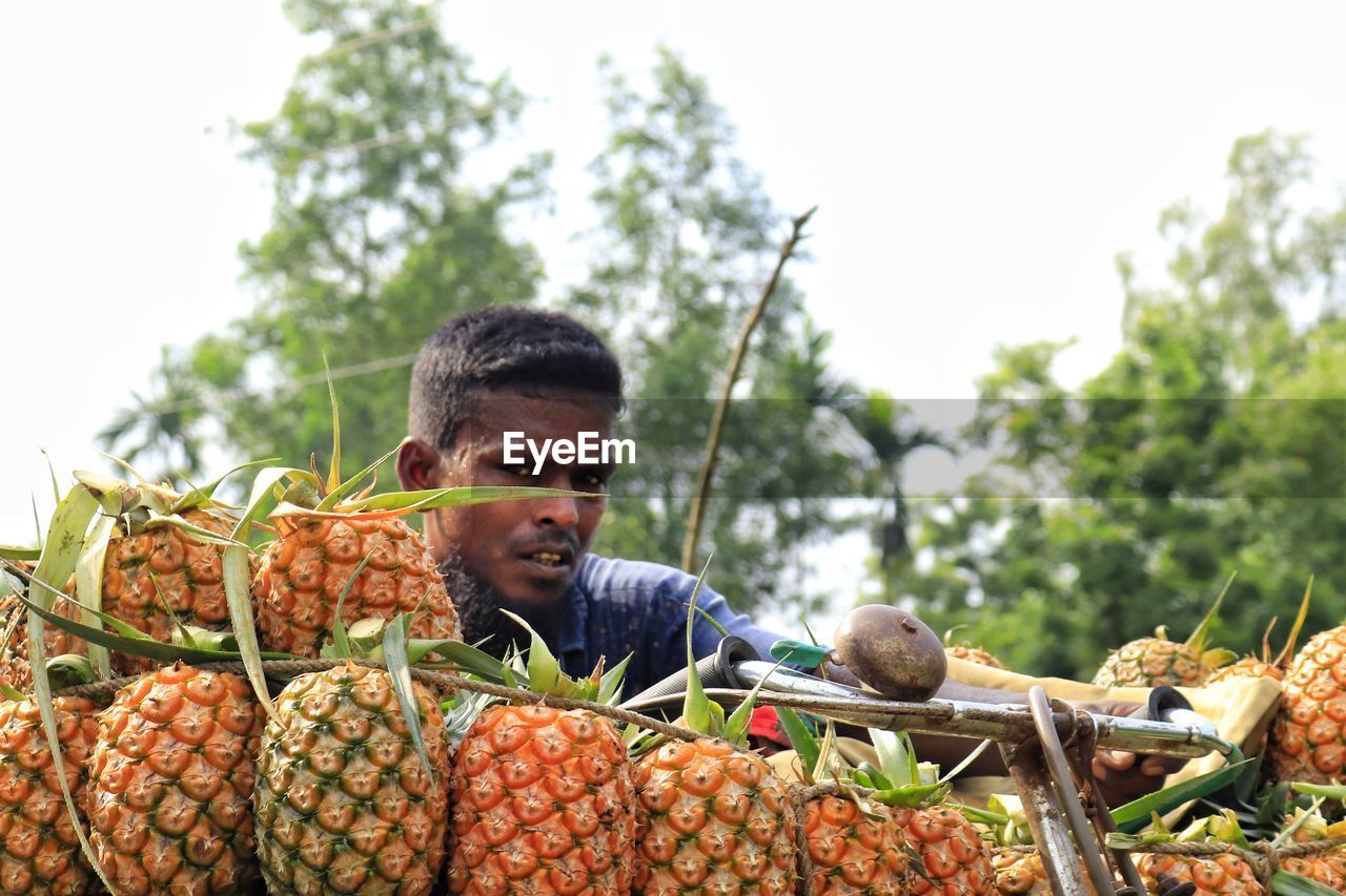 Closeup view of farmer transporting pineapple on bicycle to local market