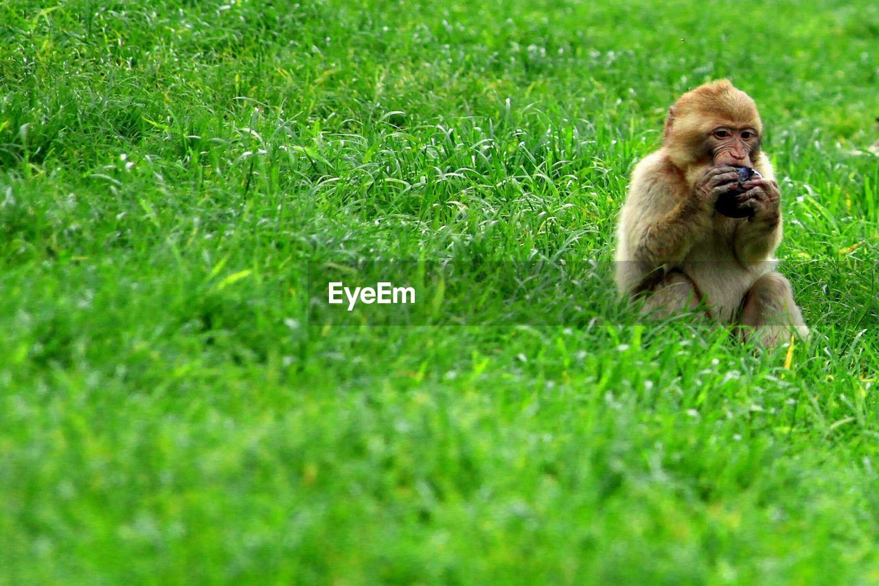 Monkey on grassy field