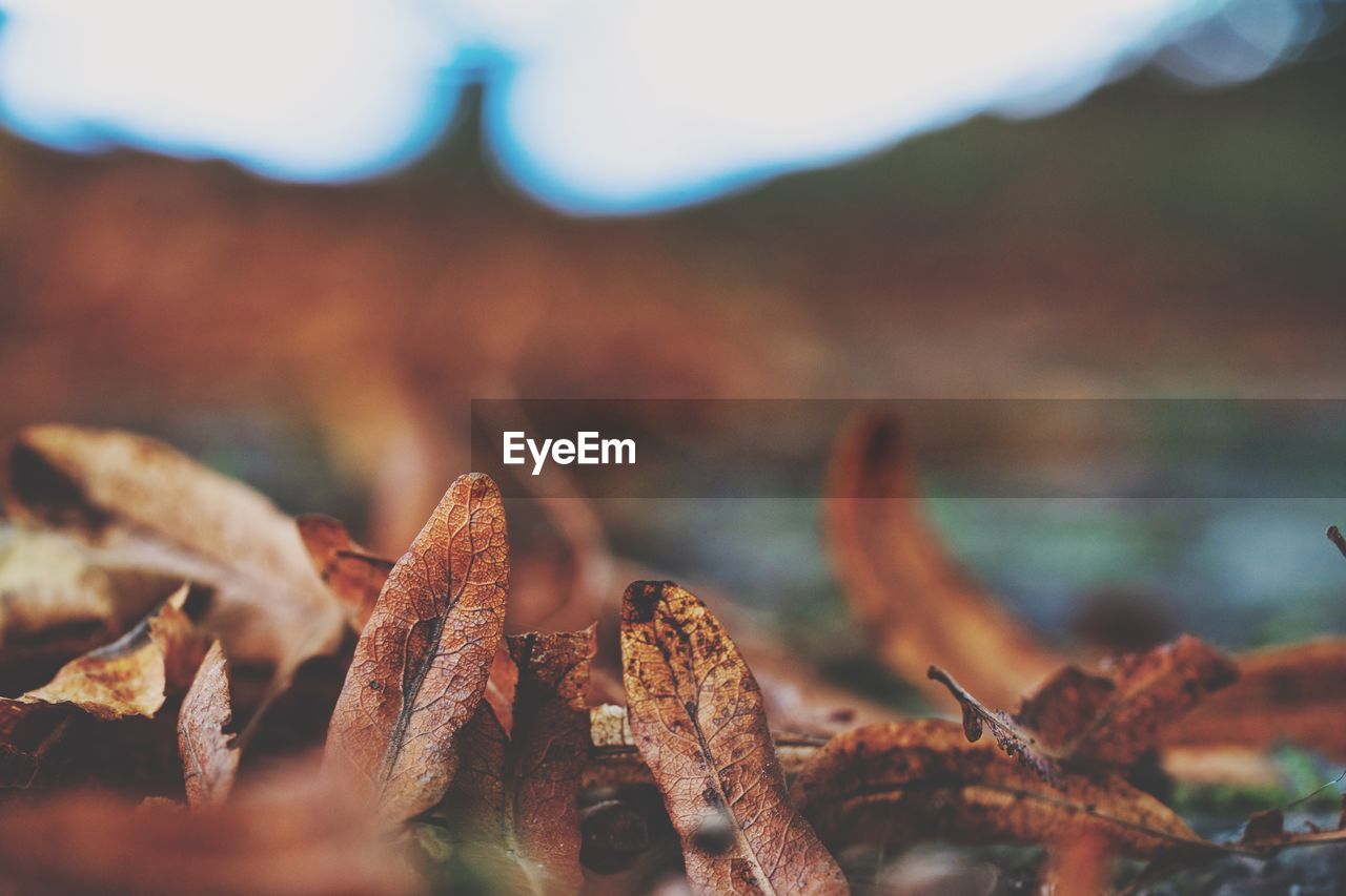 Close-up of dried autumn leaves on land