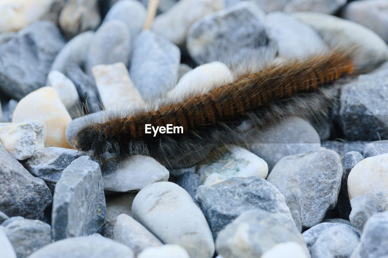 Close-up of caterpillar on pebbles.