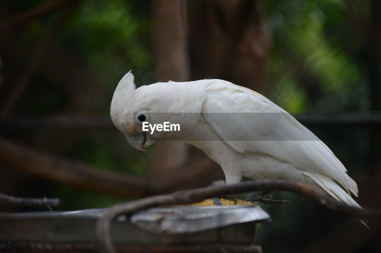 Close-up of parrot perching on tree