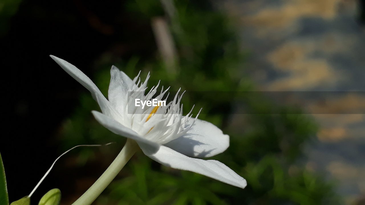 CLOSE-UP OF WHITE ROSE FLOWER