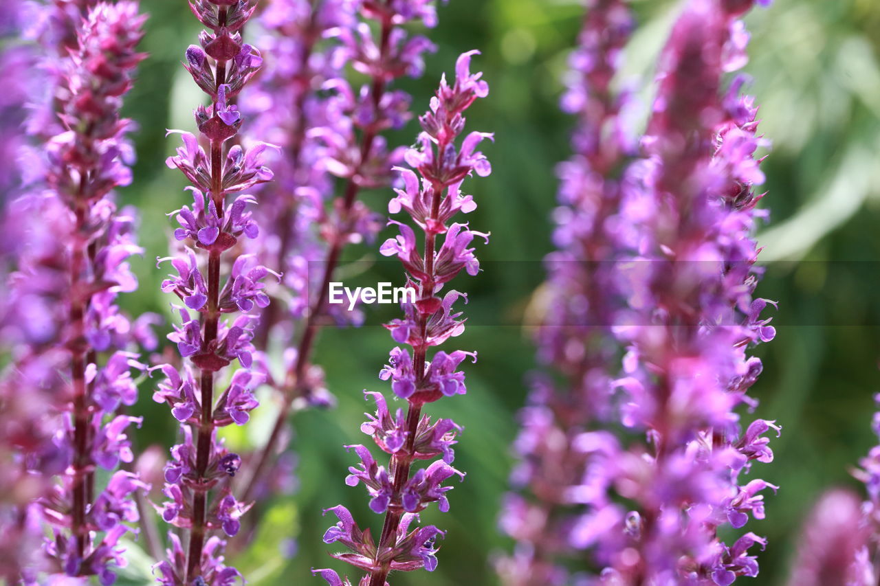 CLOSE-UP OF PURPLE FLOWERS