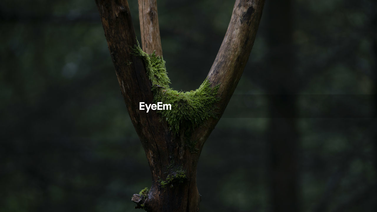 Close-up of moss growing on tree trunk