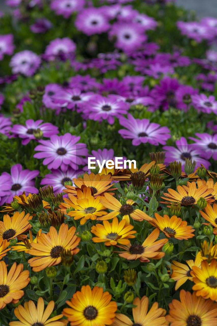 HIGH ANGLE VIEW OF FLOWERING PLANTS