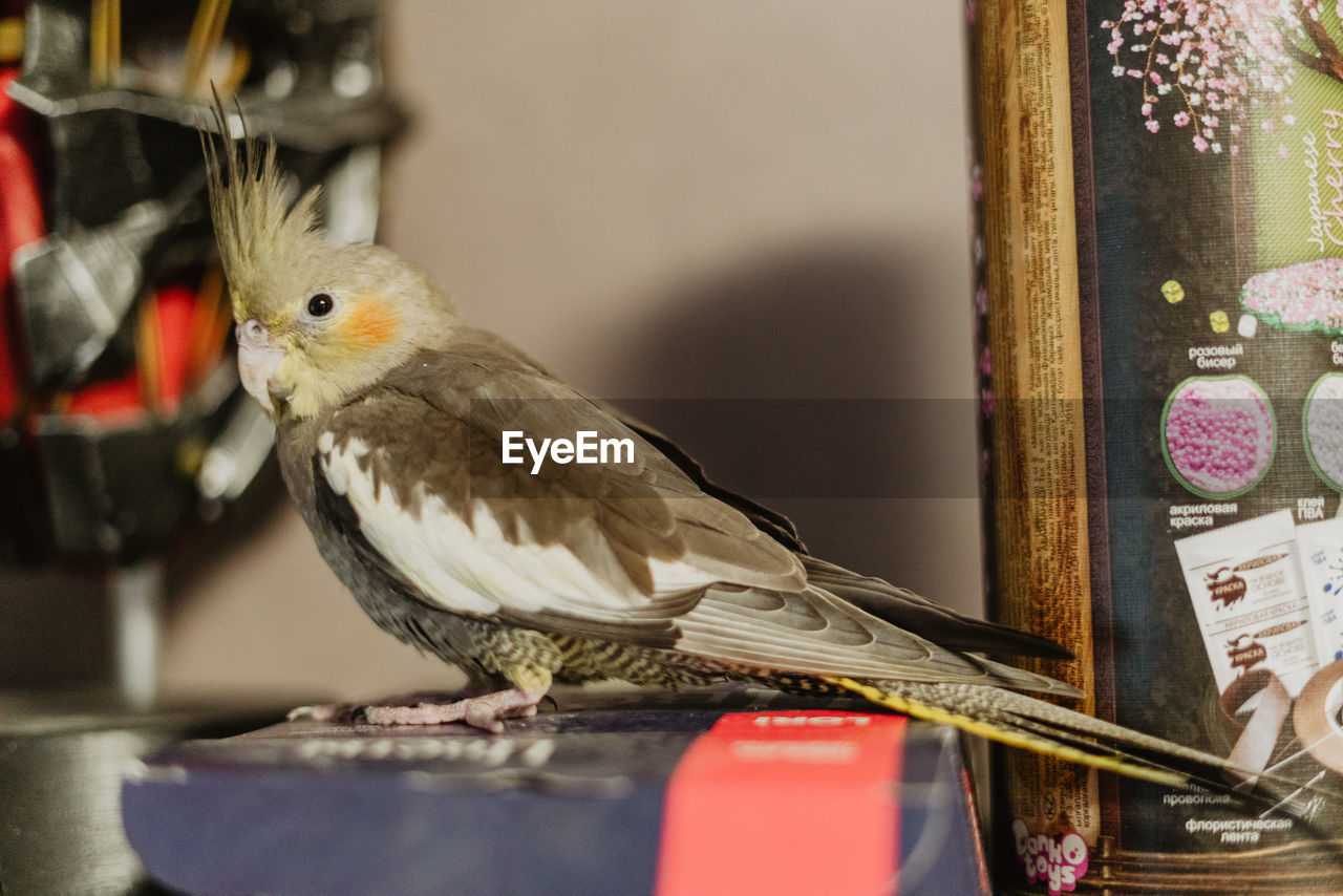 CLOSE-UP OF BIRD PERCHING ON FEEDER IN A CONTAINER