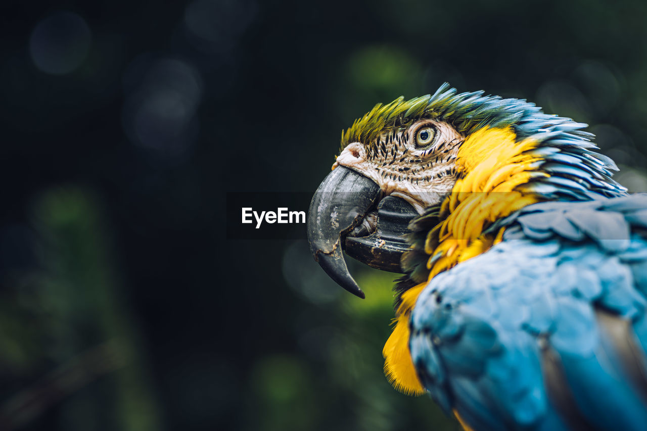 Close-up of a parrot looking away