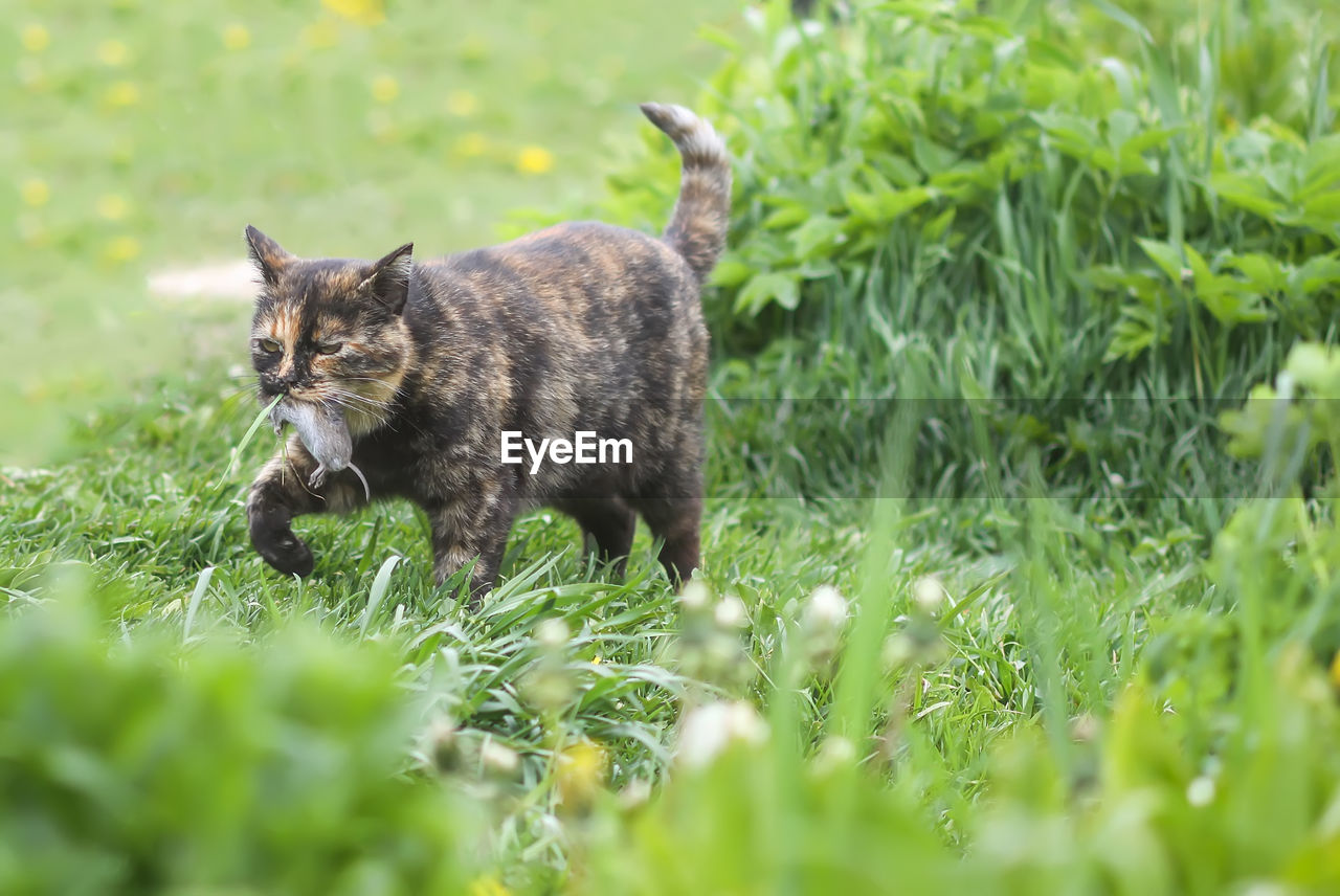 The cat caught a mouse. animal holds the mouse in teeth outdoors on green grass background