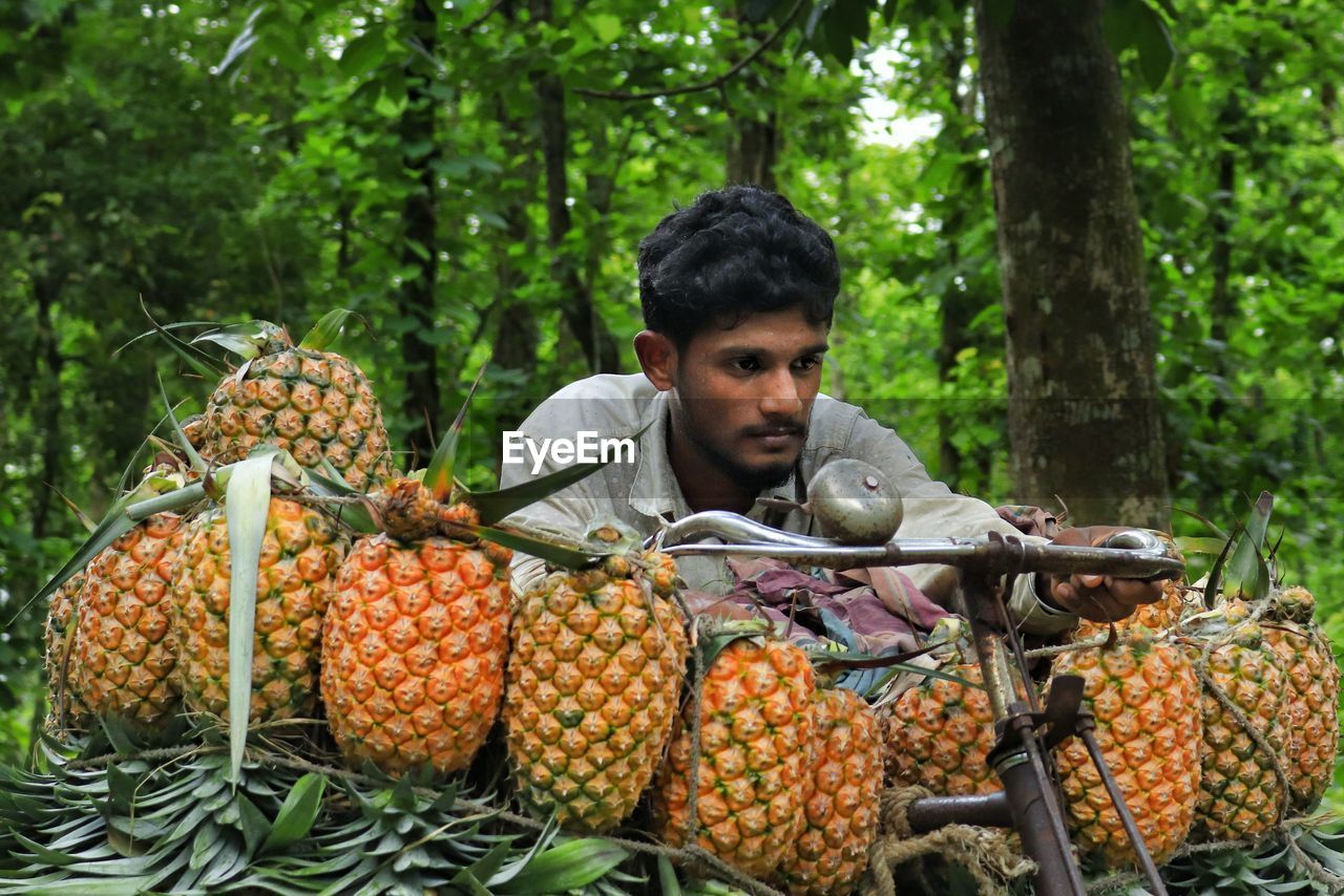 Closeup view of farmer transporting pineapple by bicycle 